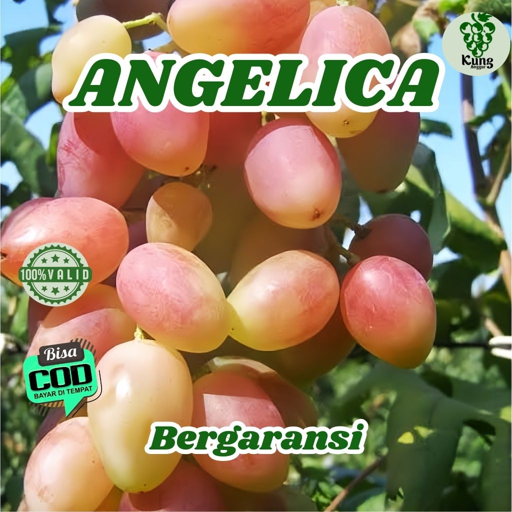

Bibit Anggur Import Angelica Merah 100% Valid KUNG ANGGUR