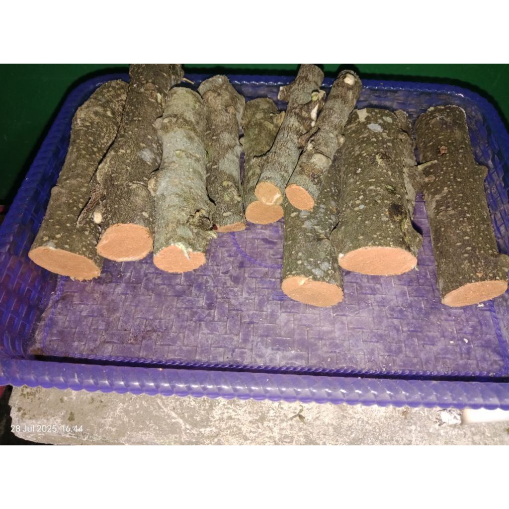 setkan bahan bonsai anput