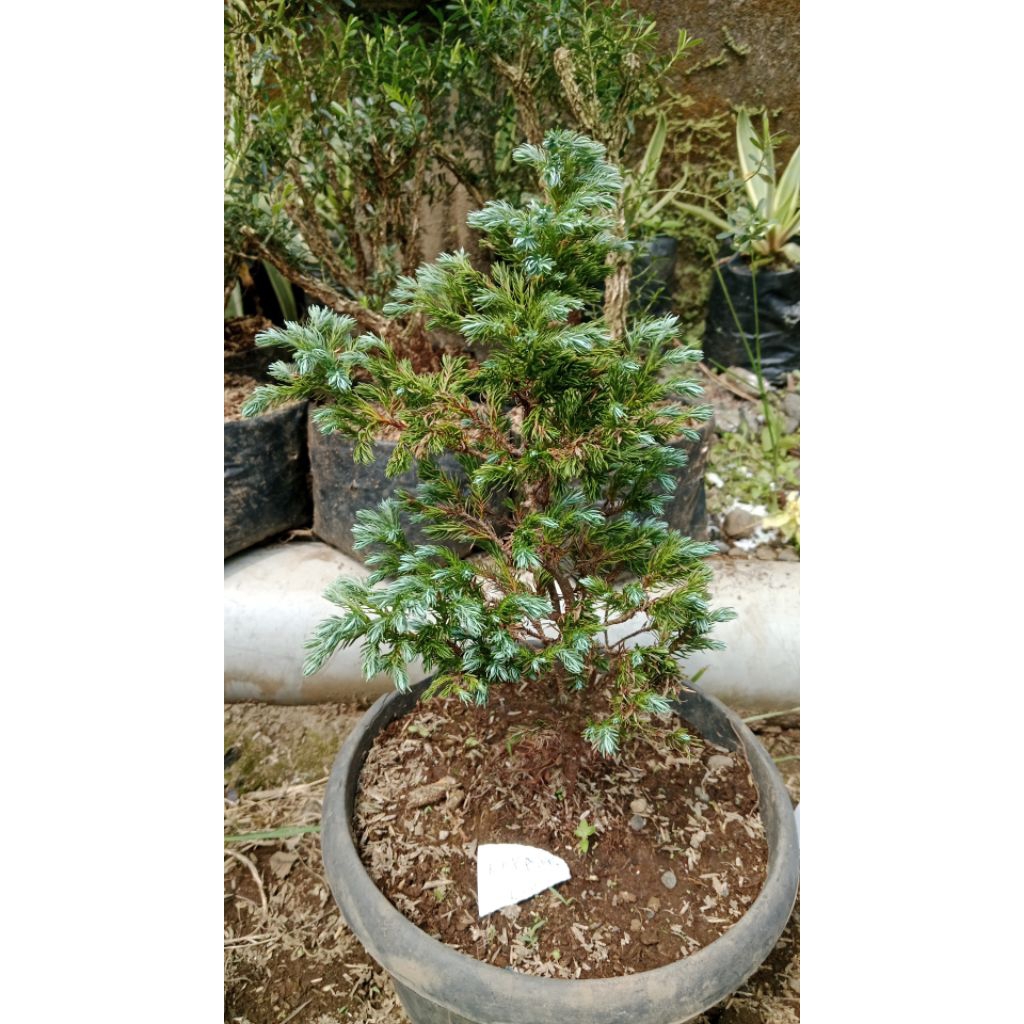 bahan bonsai cemara salju/perak