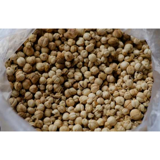 

Kapulaga 1 Ons | JBP_Fresh