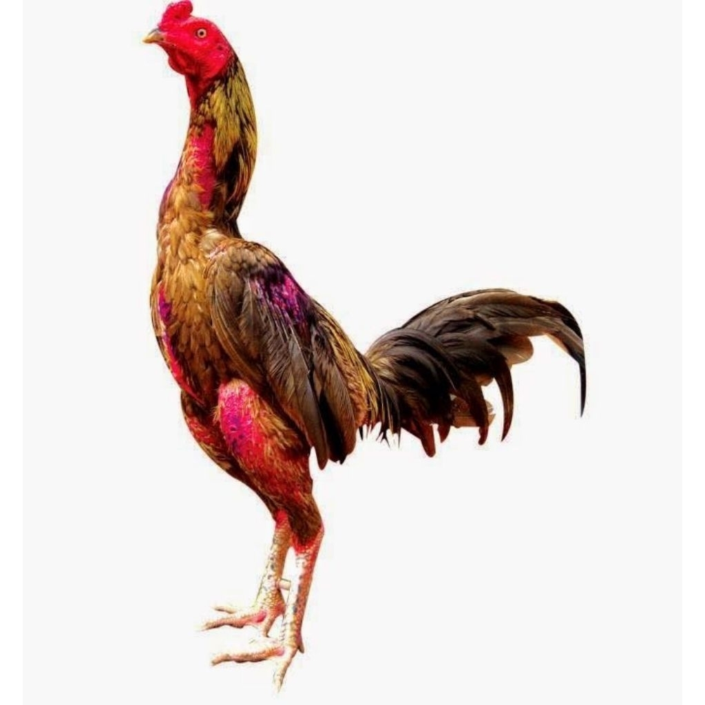 

paket hemat 5 Telur ayam Petarung PAMA IQ Siap Untuk ditetaskan