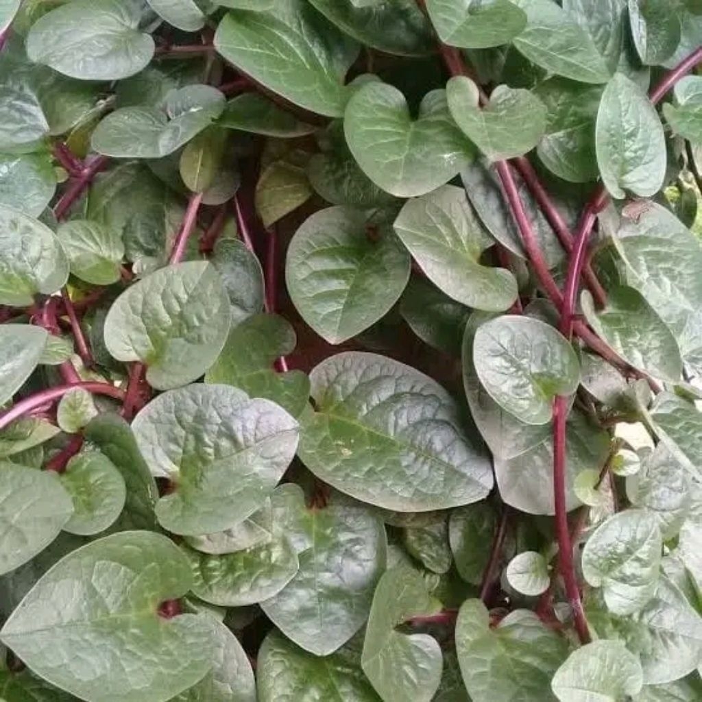 

daun binahong 100 lembar langsung petik dari pohon fress