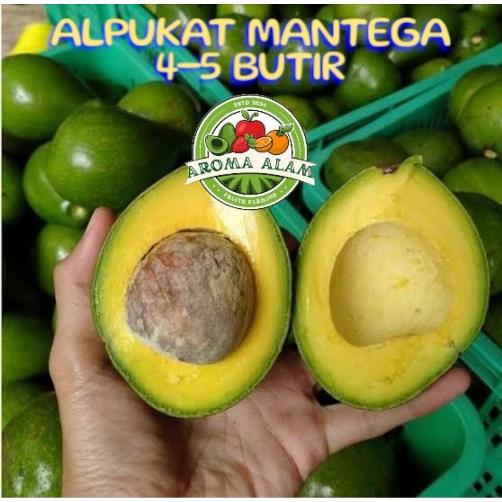 

alpukat mantega segar dan fresh/mengkel 1kg 4 - 5 butir