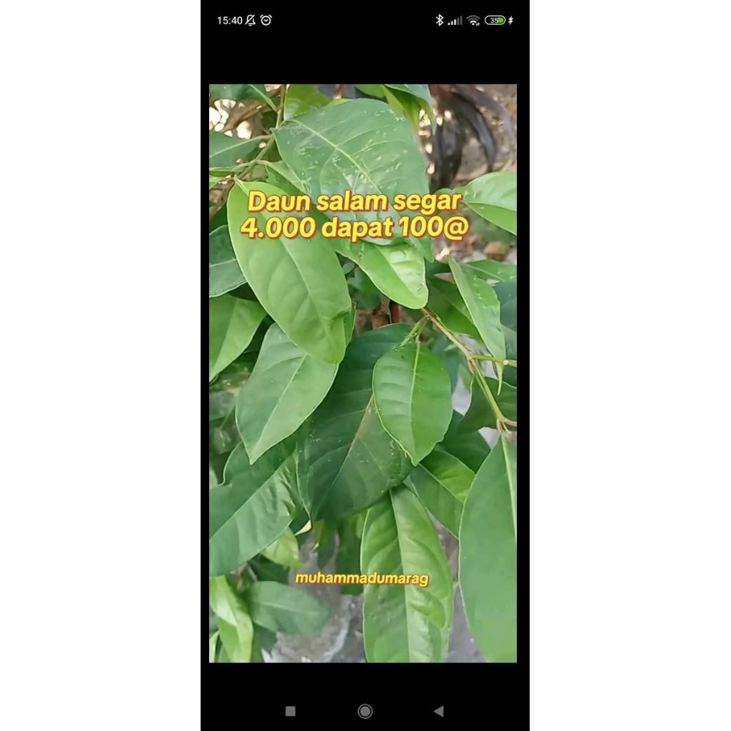 

Daun salam segar 100 lembar