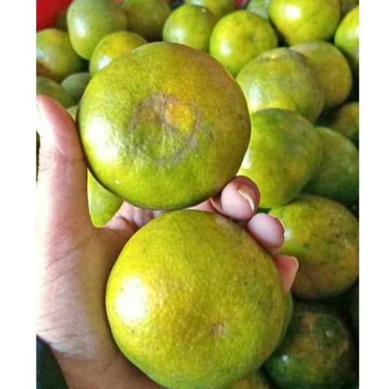 

buah jeruk manis segar(500gr dan 1000gr)di jamin fress dan berkualitas premium
