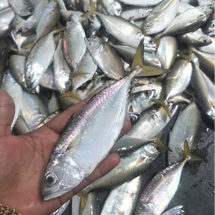 

Ikan Kembung Segar Ikan Kembung Gepeng 1Kg