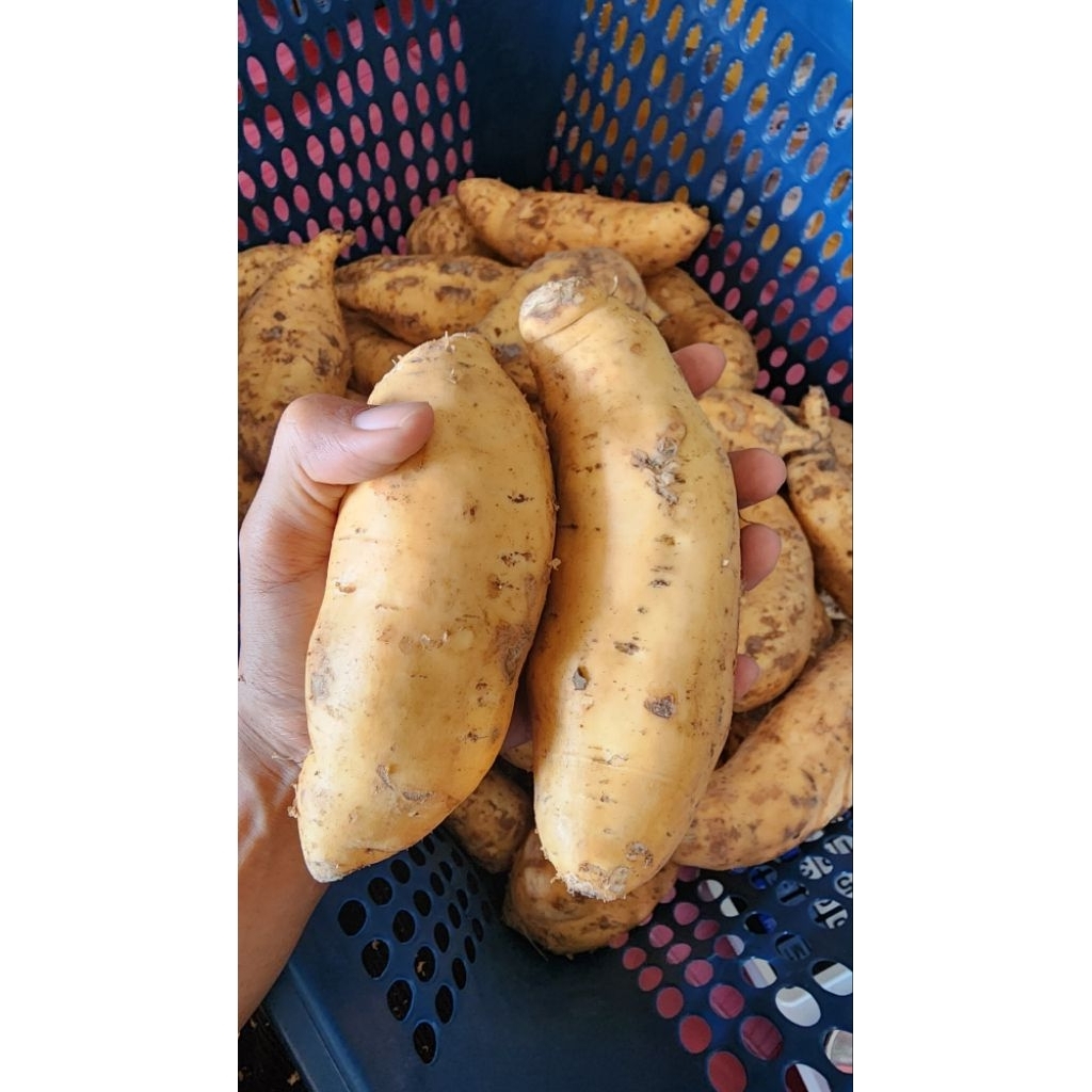 

Ubi Cilembu Madu Spek Oven