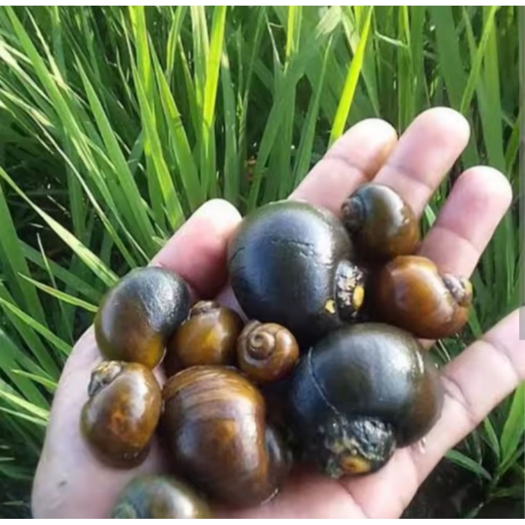 

Siput sawah segar aman di konsumsi/500gram