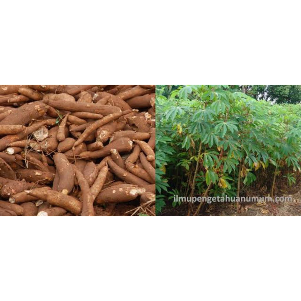 

singkong muda fresh asli 100% per 1 kg