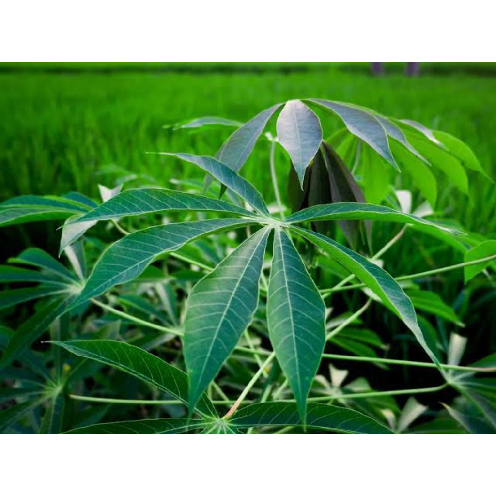 

daun pucuk singkong 100 % fresh per 500 gram