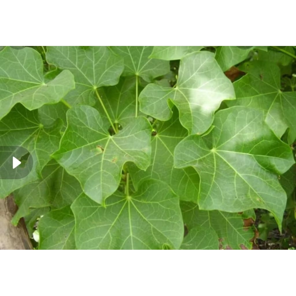 

Daun herbal jarak pagar per 10 lembar fress