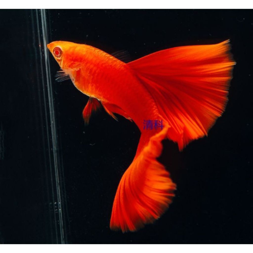 ACCESSORIES AQUARIUM VVIP SEPASANG GUPPY AFR GEN RIBBON LINE VIETNAM