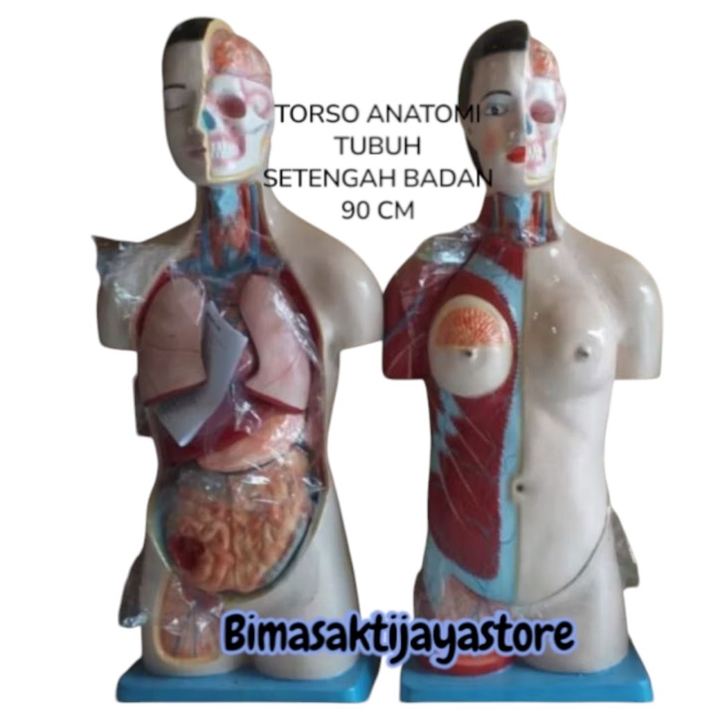 

ALAT PERAGA PENDIDIKAN ANATOMI TORSO TUBUH LAKI WANITA SETENGAH BADAN 90 CM