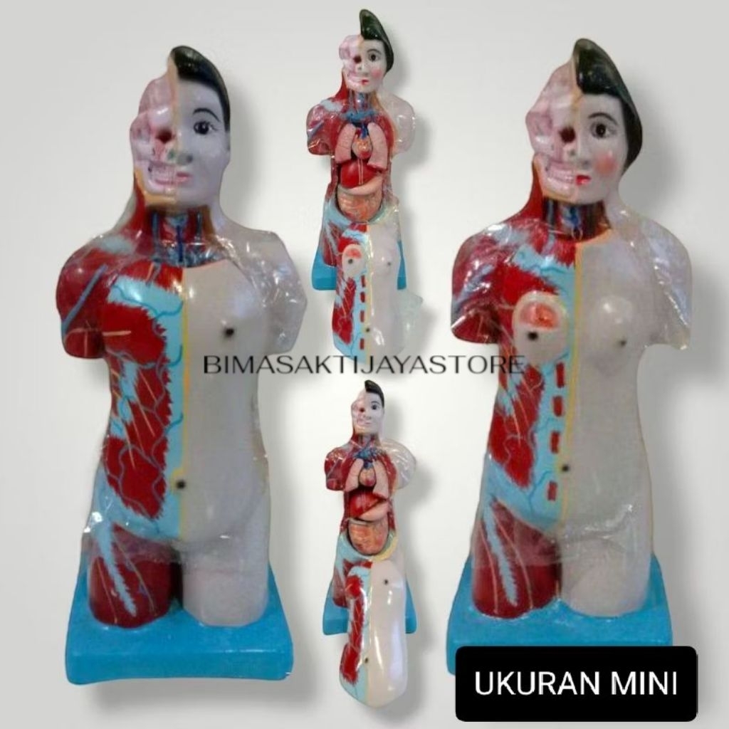 

ALAT PERAGA PENDIDIKAN ANATOMI TORSO MINI UKURAN 50 CM ORIGINAL