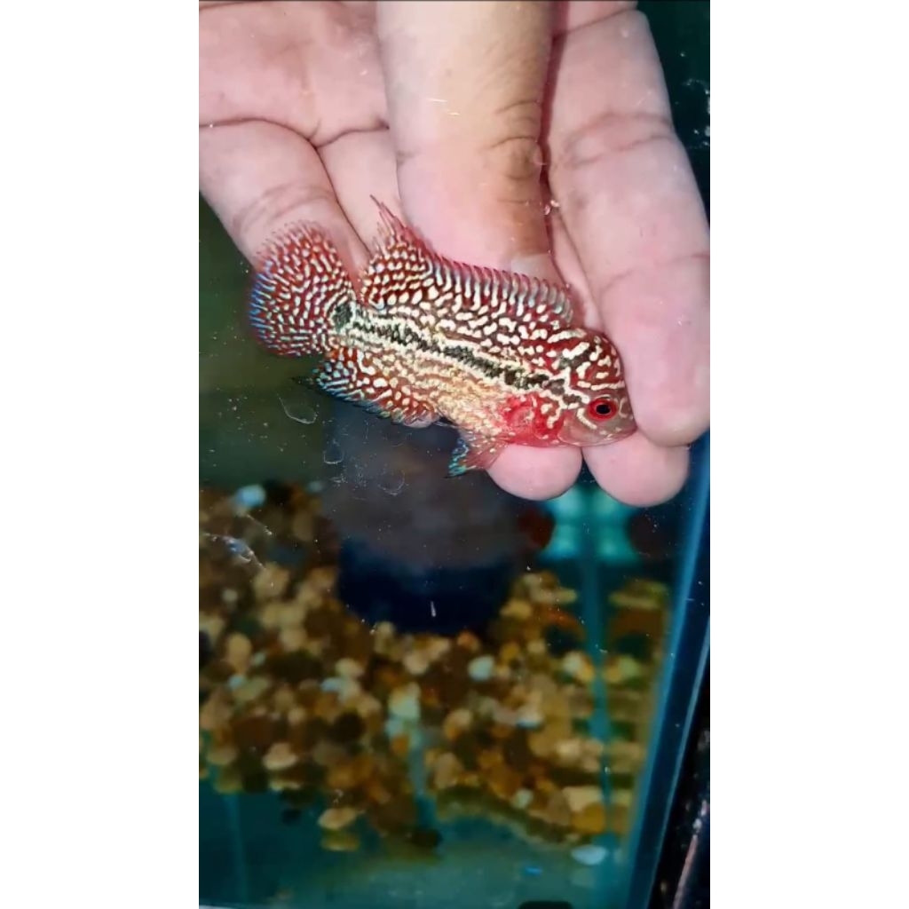 Ikan Lohan/ Louhan Super Red Kamfa F2 VVIP MALE import Thailand ukuran  -+ 5cm, garansi hidup sampai