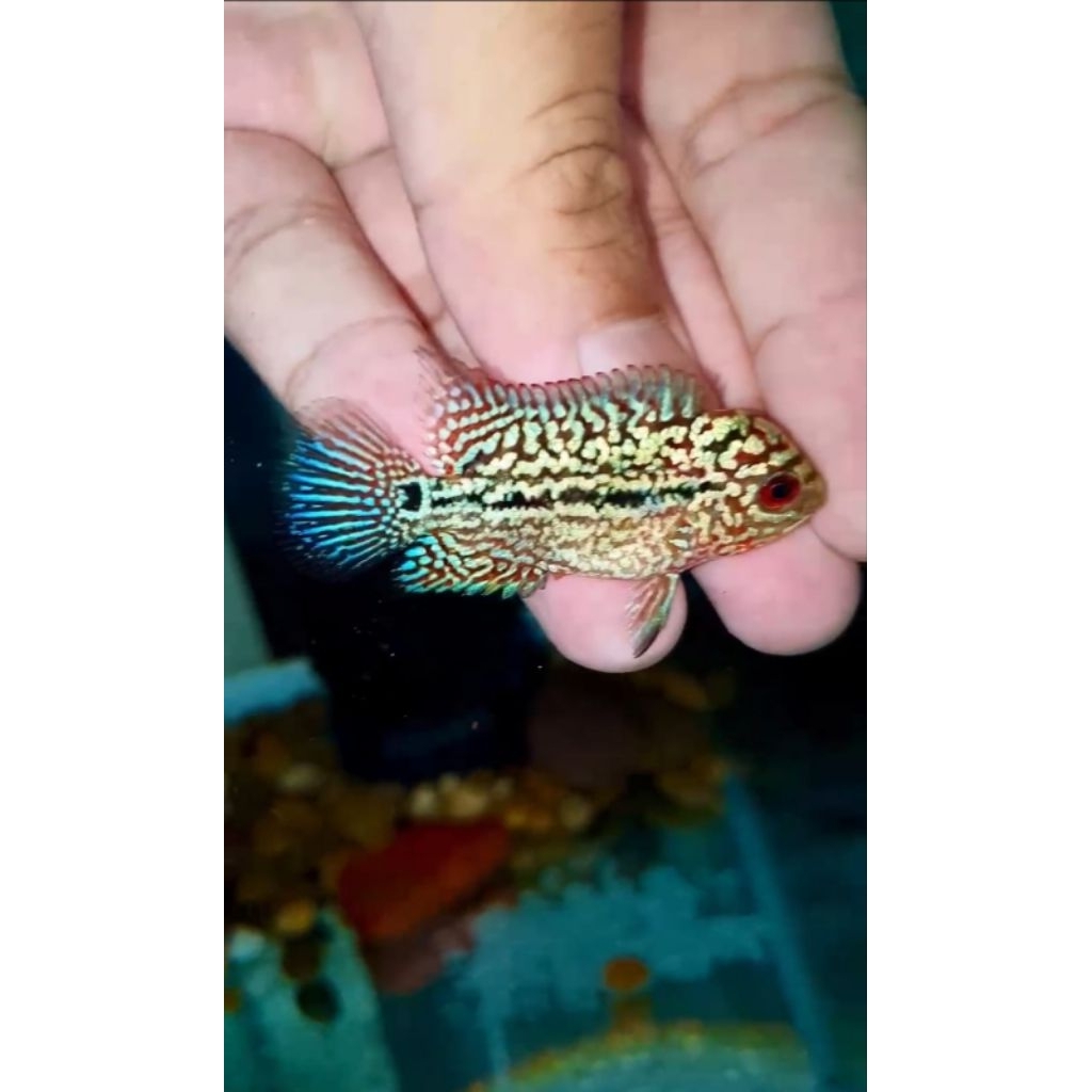 Ikan Lohan/ Louhan Super Red Kamfa F2 VVIP MALE import Thailand ukuran  -+ 5cm, garansi hidup sampai