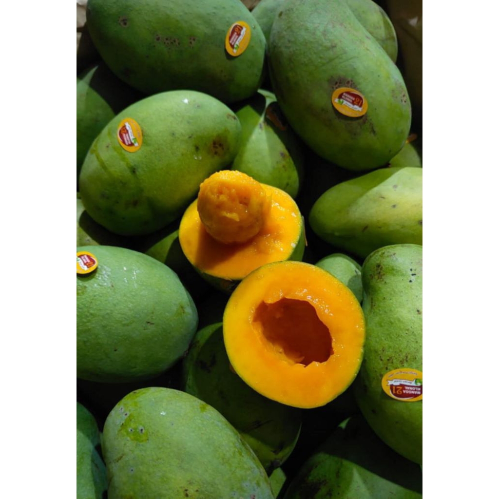 

Mangga Klonal Alpukat 1kg (INSTAN)