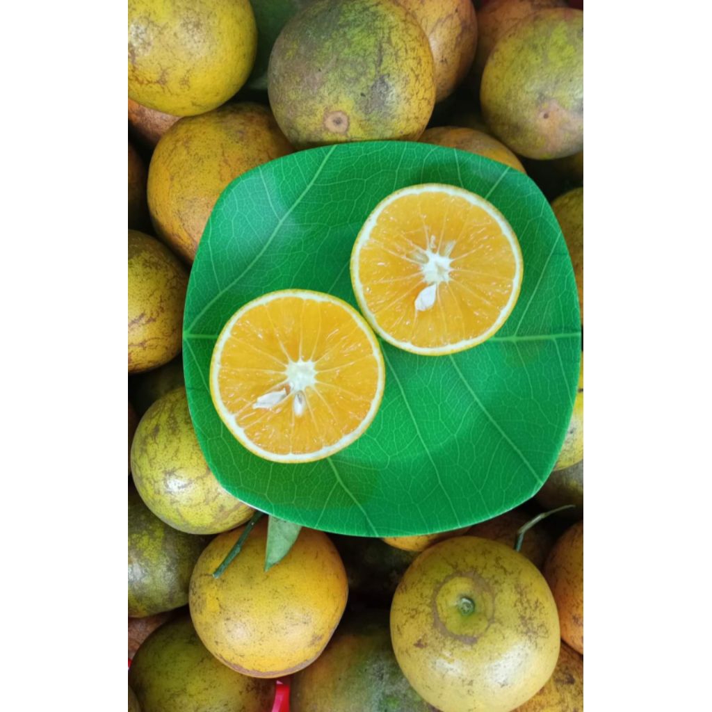 

Jeruk Baby Pacitan 1kg