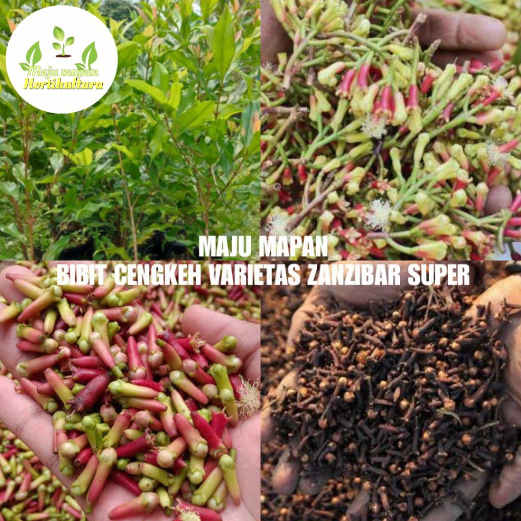 BIBIT CENGKEH ZANZIBAR SUPER (CENGKEH SANSIBAR)