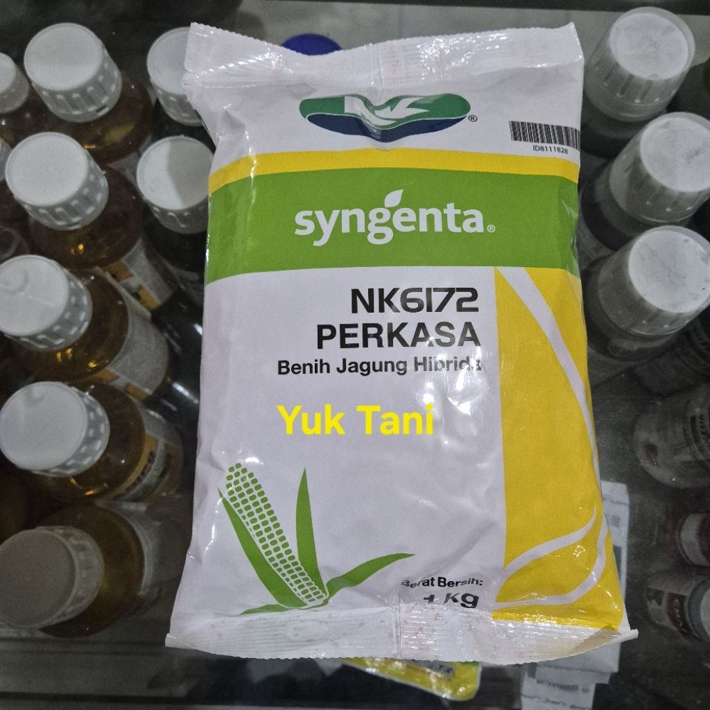 Benih Jagung Hibrida F1 NK 6172 Perkasa, kemasan 1kg dari syngenta