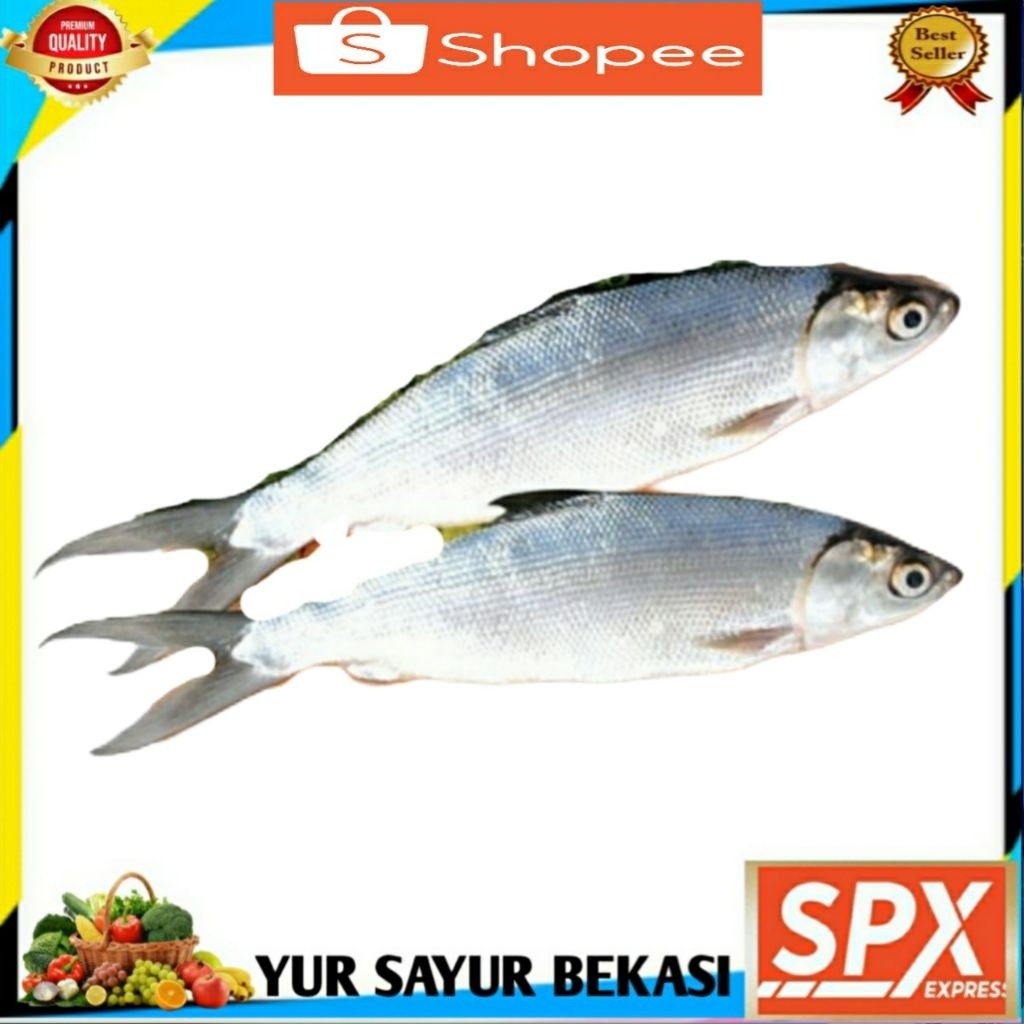 

Ikan Bandeng Segar 500gr.