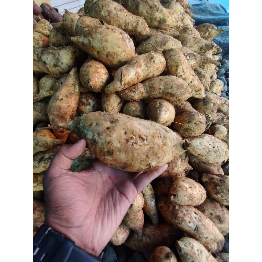 

Ubi Madu Ubi Kuning Manis Banged 1kg, Alami & Original