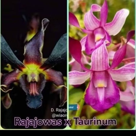 Anggrek Dendrobium Rajajowas x Taurinum