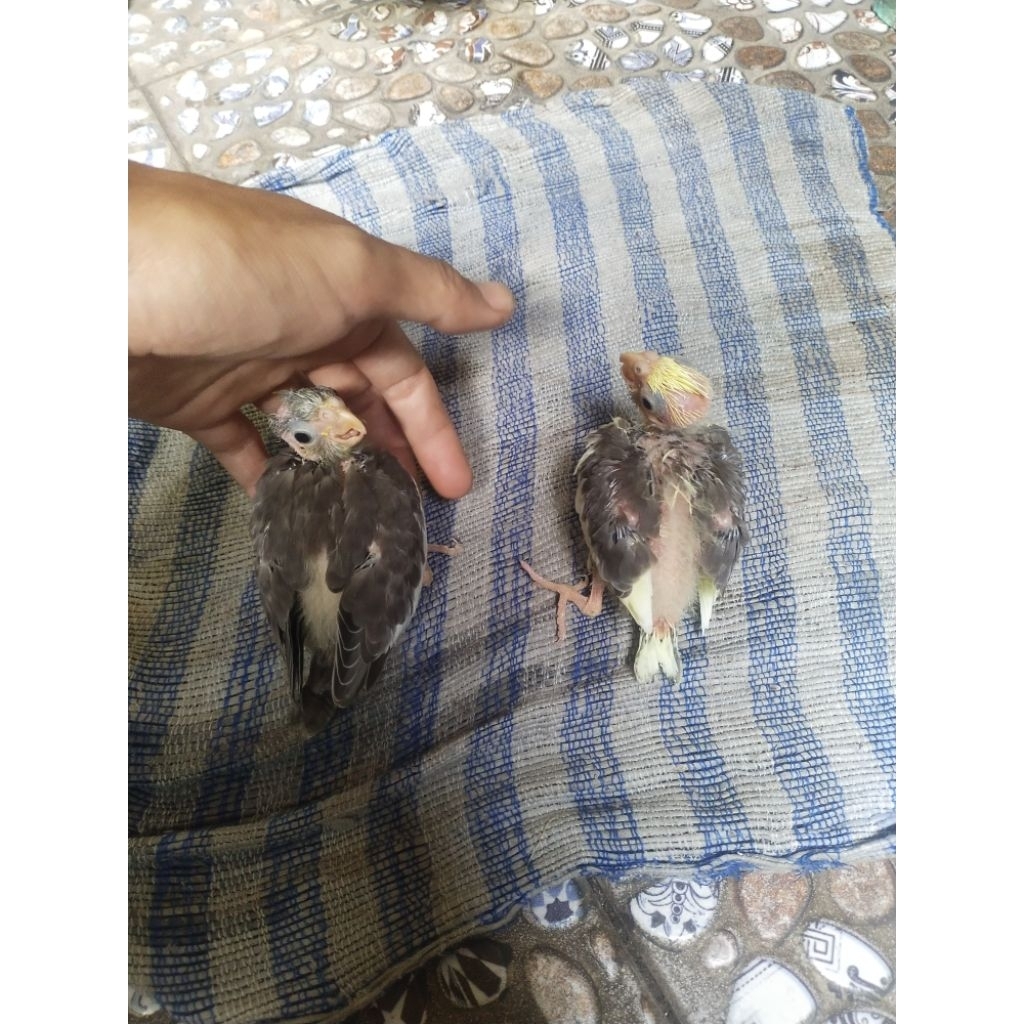 lolohan parkit Australia