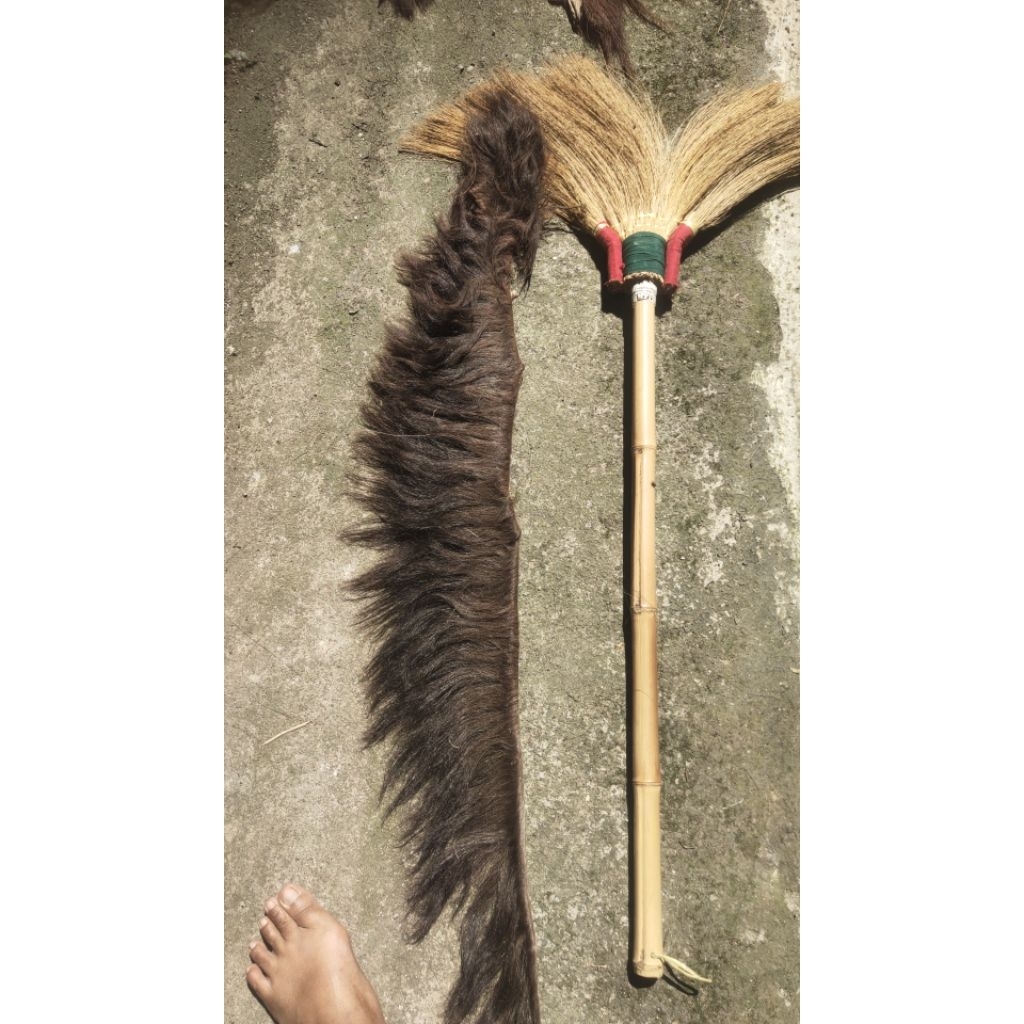 suri kuda hitam biasa