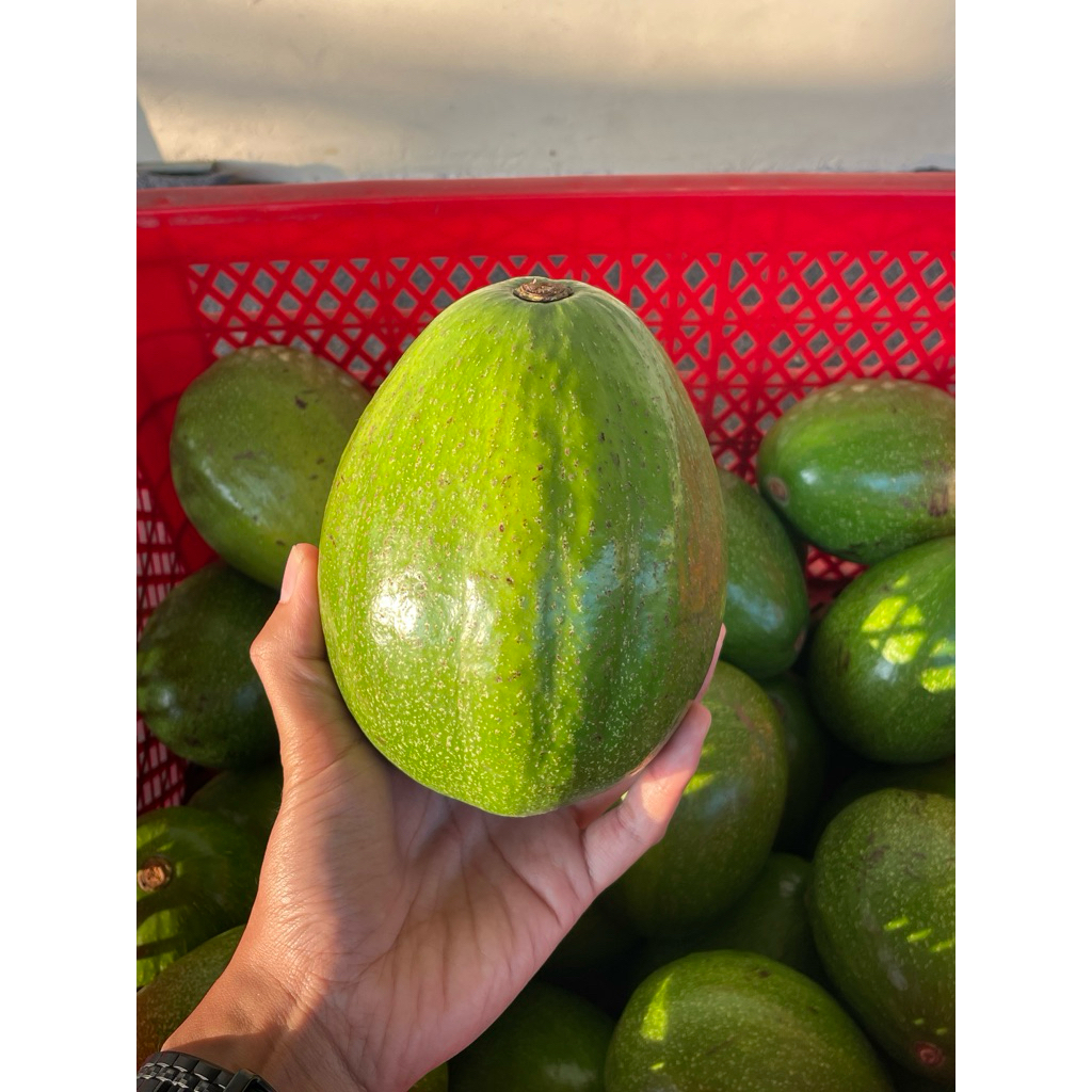 

Alpukat Aligator Premium — Daging Tebal, Rasa Lembut | Cocok untuk Diet & MPASI