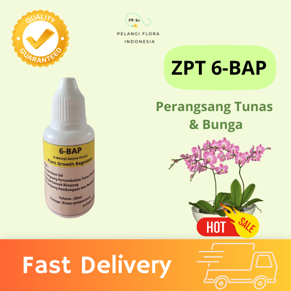Hormon Pembungaan Anggrek 6-BAP | 6 BAP Untuk Membungakan Dan Menumbuhkan Tunas Anggrek