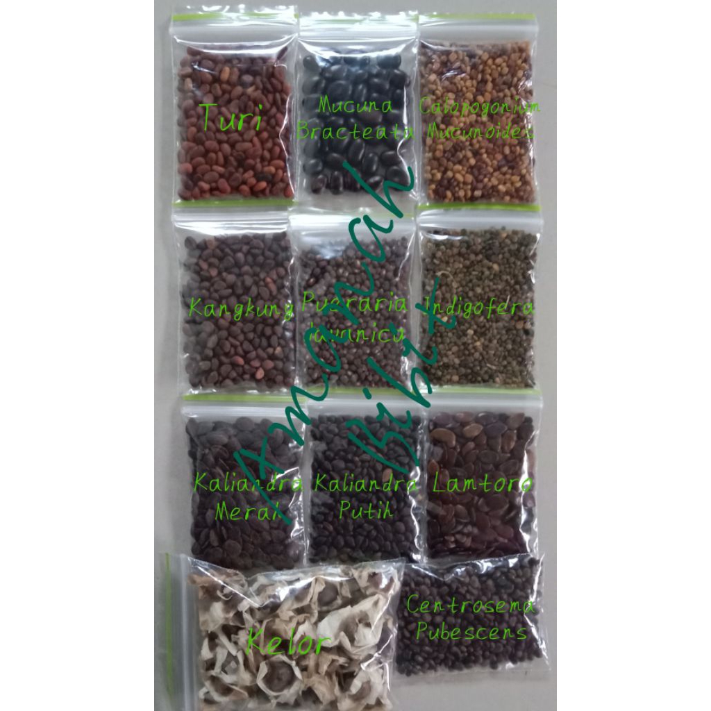 Biji Benih Bibit Indigofera Turi Mucuna Bracteata Calopogonium Mucunoides Kangkung Pueraria Javanica