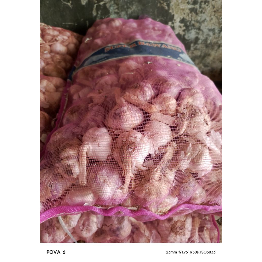 

jual bawang putih banci atau honan kotor 1 kg