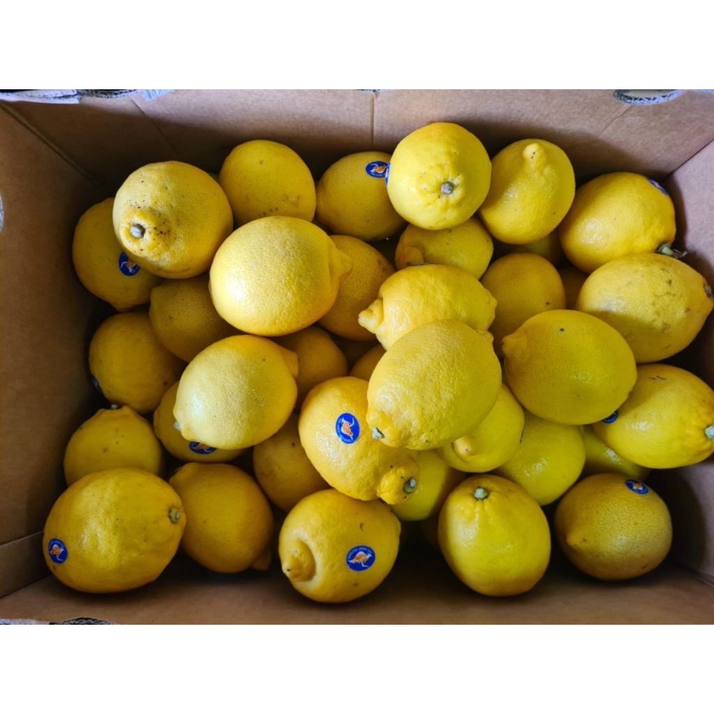 

buah jeruk lemon impor australia fresh per 1 kg
