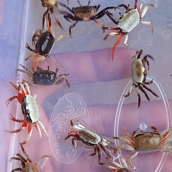 Kepiting Hias | Kepiting Aquascape | Kepiting Paludarium | Kepiting Mini | Kepiting Vampire | Kepiti