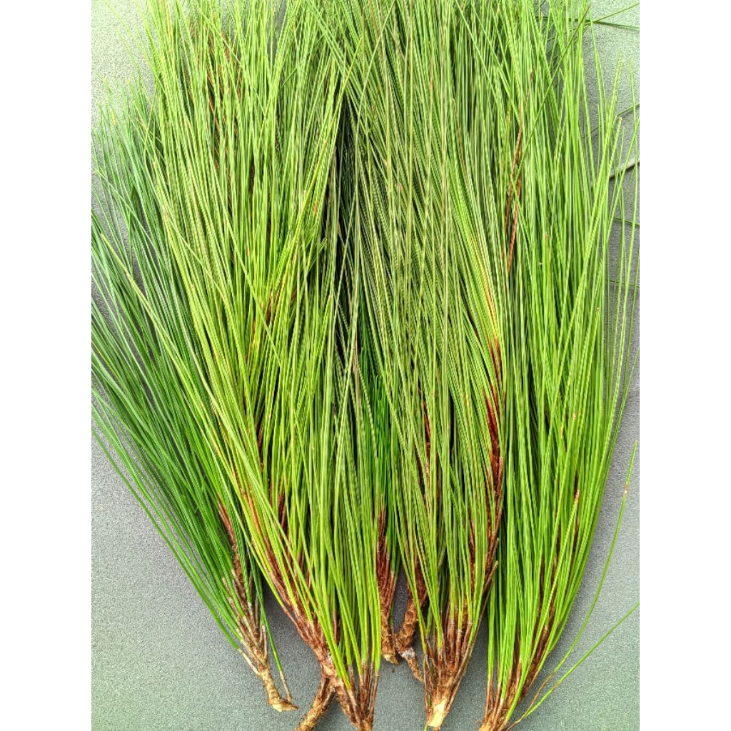 

daun pinus segar isi 1 kg