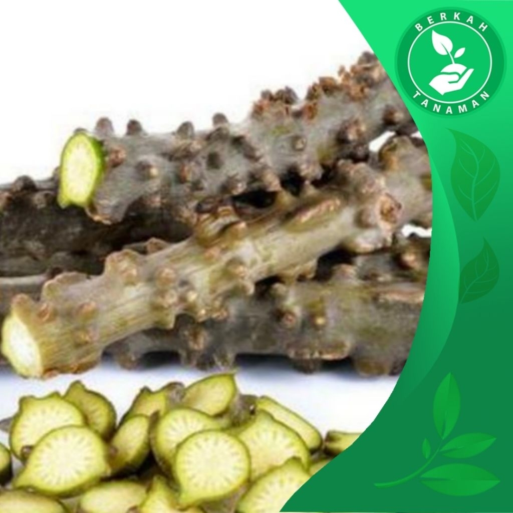 

Brotowali Segar Batrawali 1kg Sapih Asi Segar