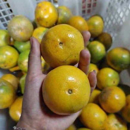 

buah jeruk manis (500 gr dan 1000 gr ) di jamin segar , manis dan juice