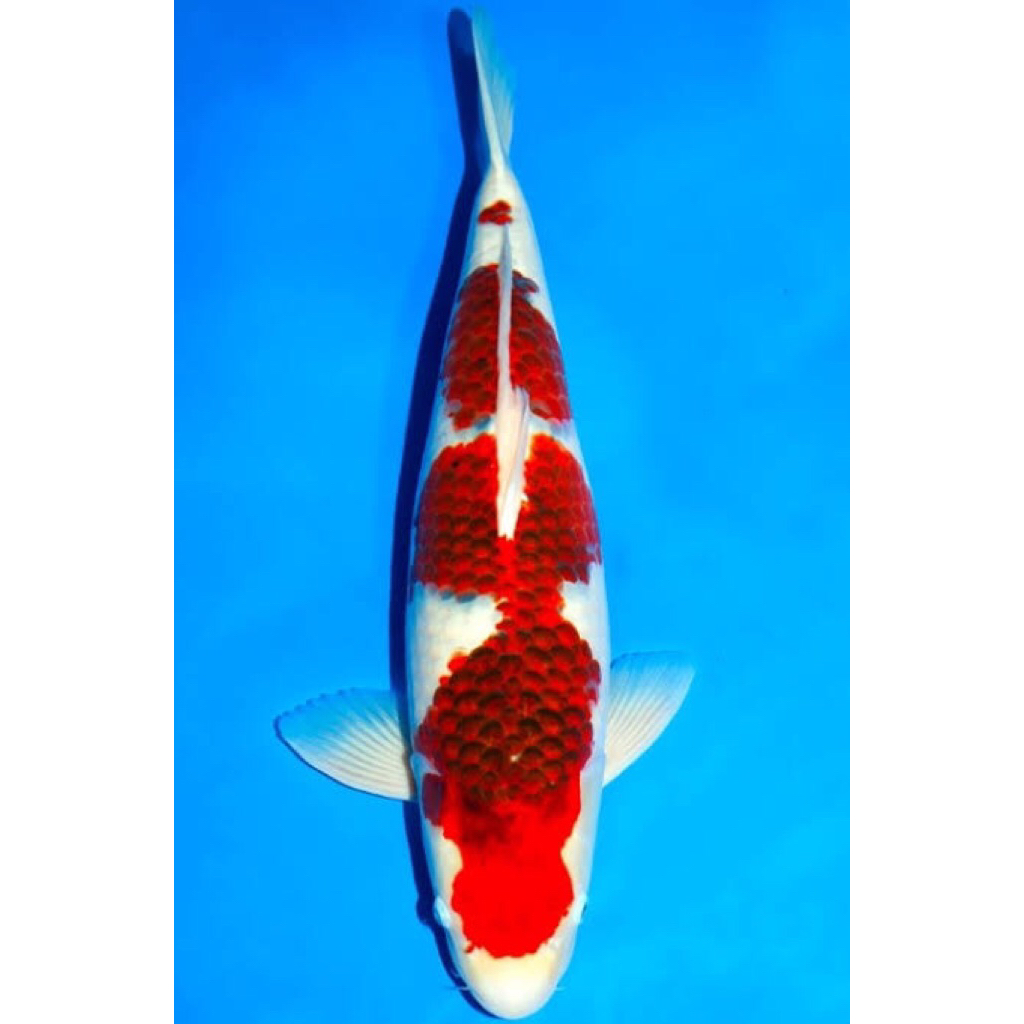 koi goromo asli blitar size 30cm