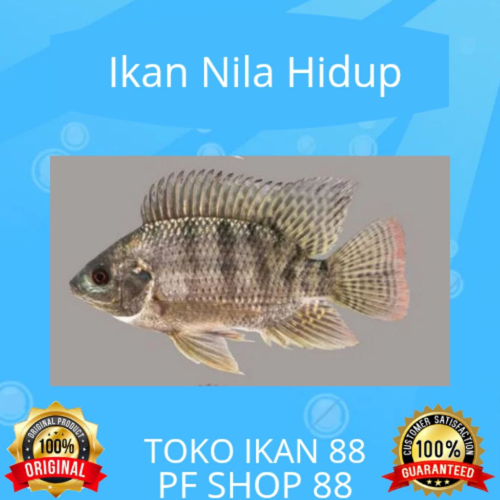 

Ikan Nila Hidup ukuran 14 - 16 cm