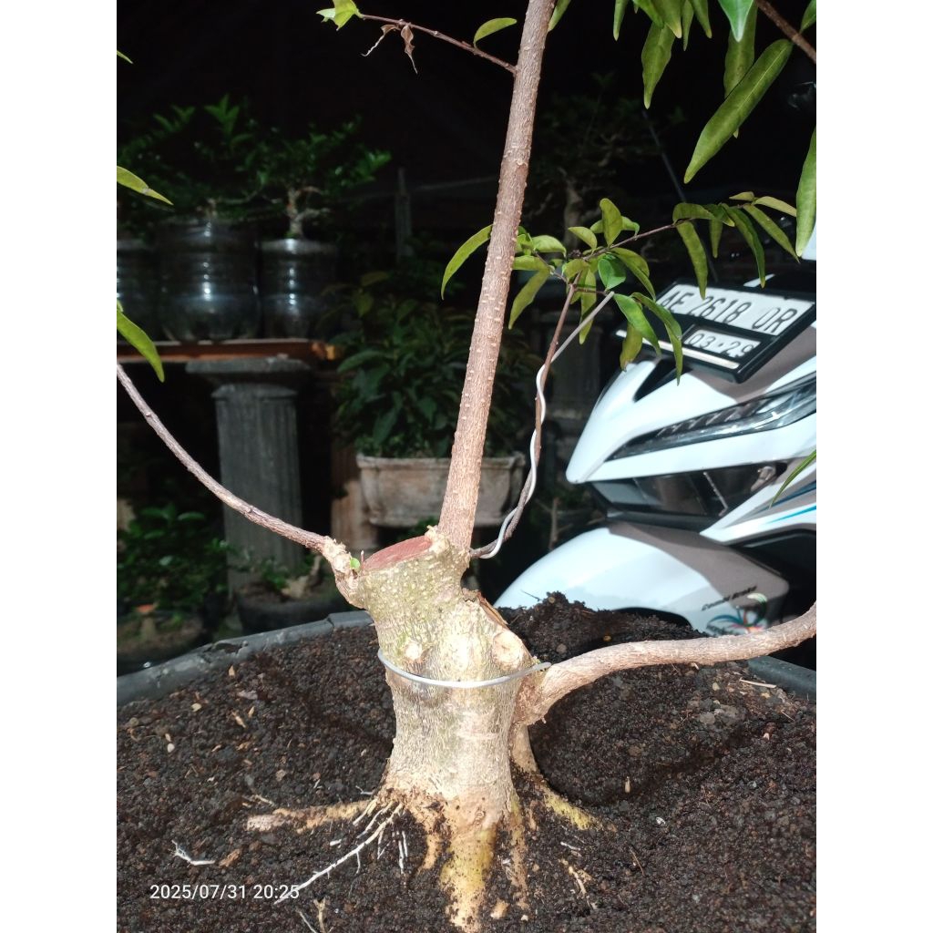 bahan bonsai anting putri