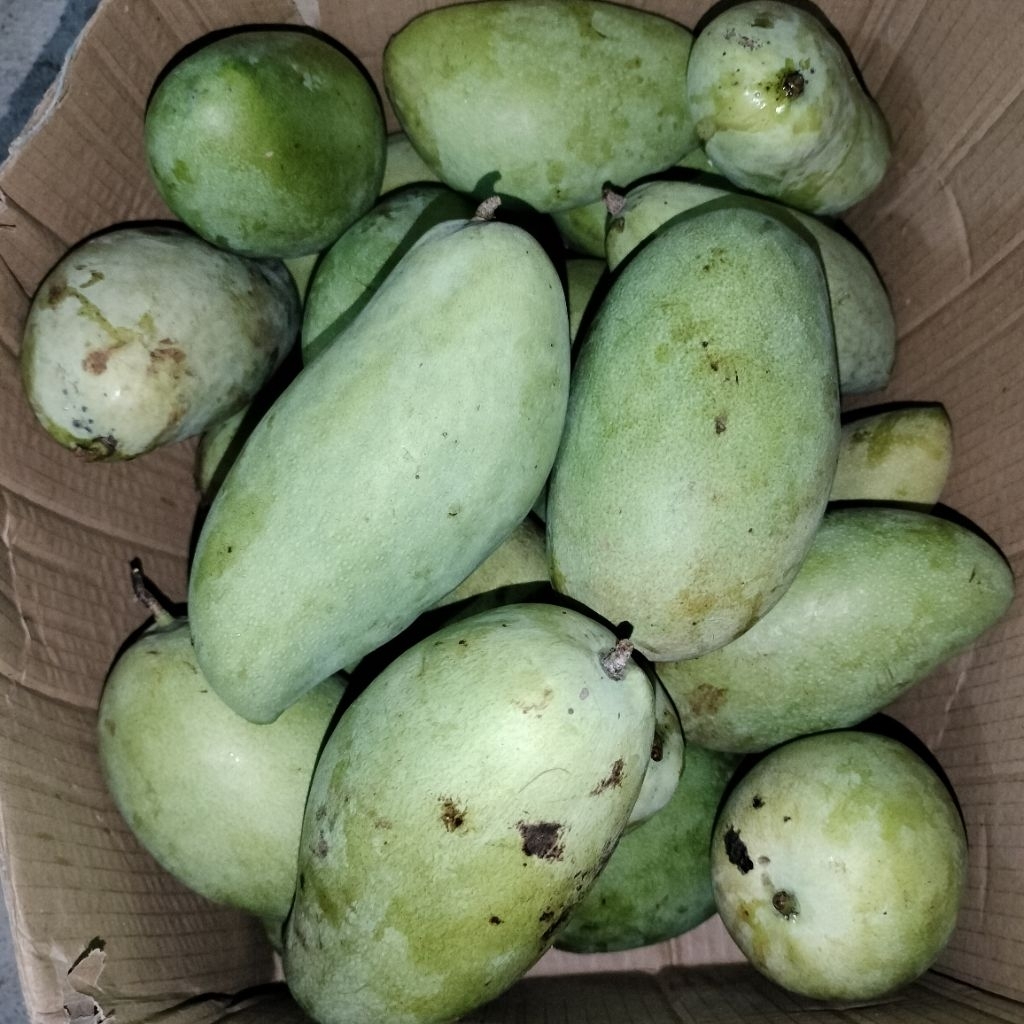 

MANGGA JAWA RANDOM 500 GRAM