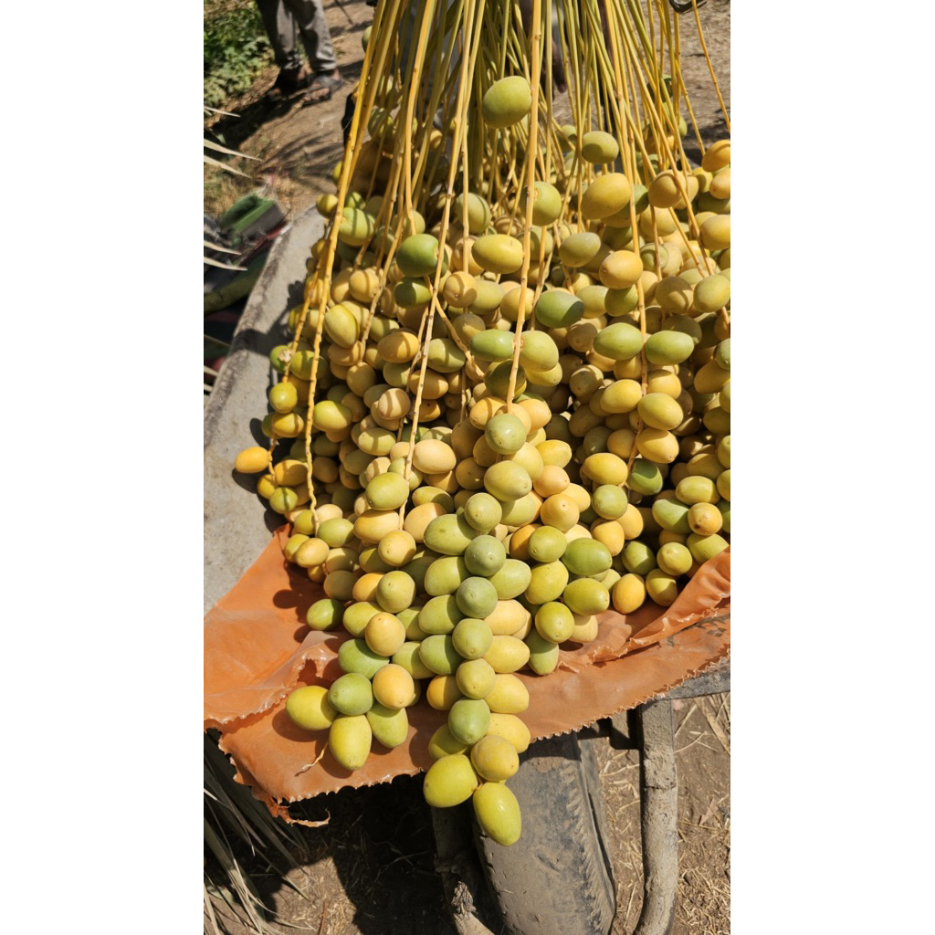 

KURMA MUDA ARAB, ASLI MESIR