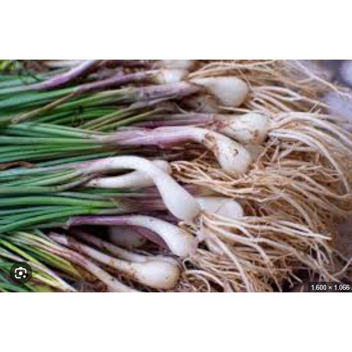 

BAWANG BATAK LONGKIO KUCAY 500GR