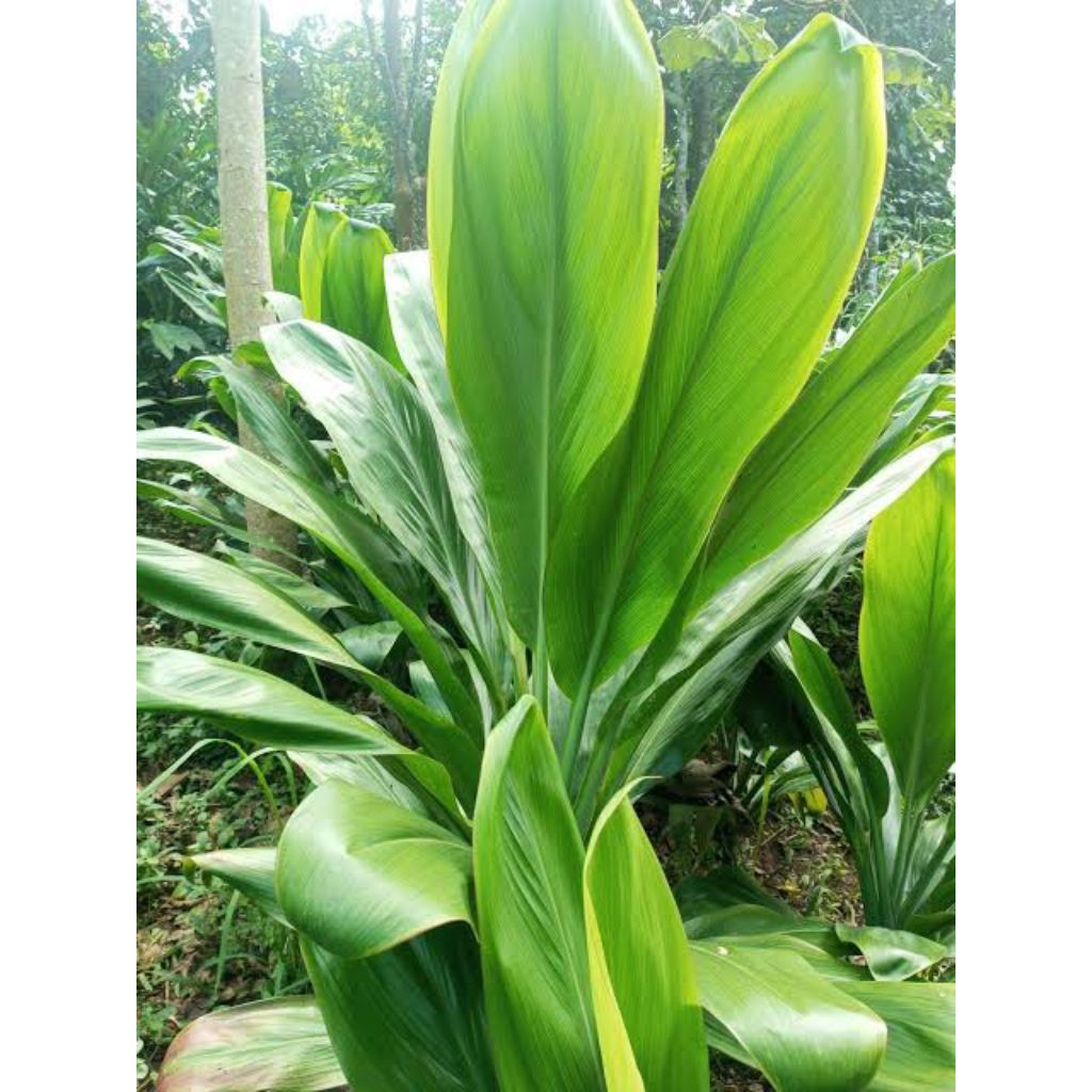 

Daun hanjuang bungkus bakcang fress!! 100 lembar dipetik saat ada orderan