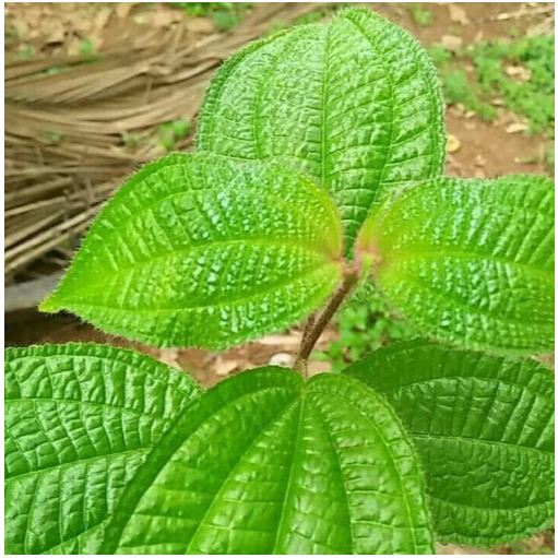 

DAUN HARENONG BULU 1KG