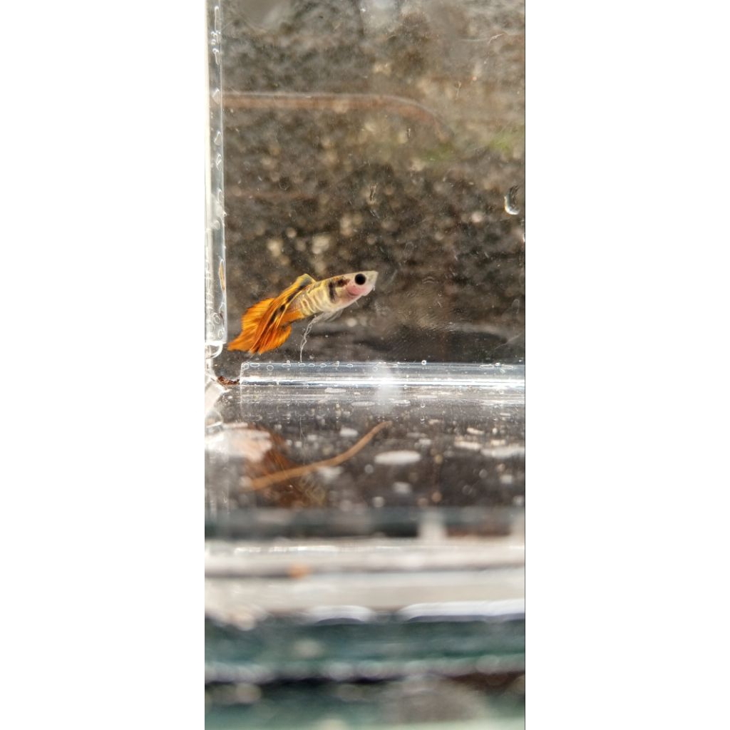 hiasan aquarium galaxy red spear tail glass Belly guppy