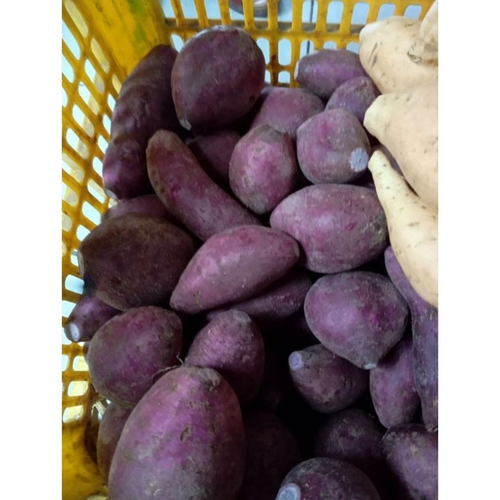 

Ubi Ungu | Putih | Orange ,mentah Segar 1kg