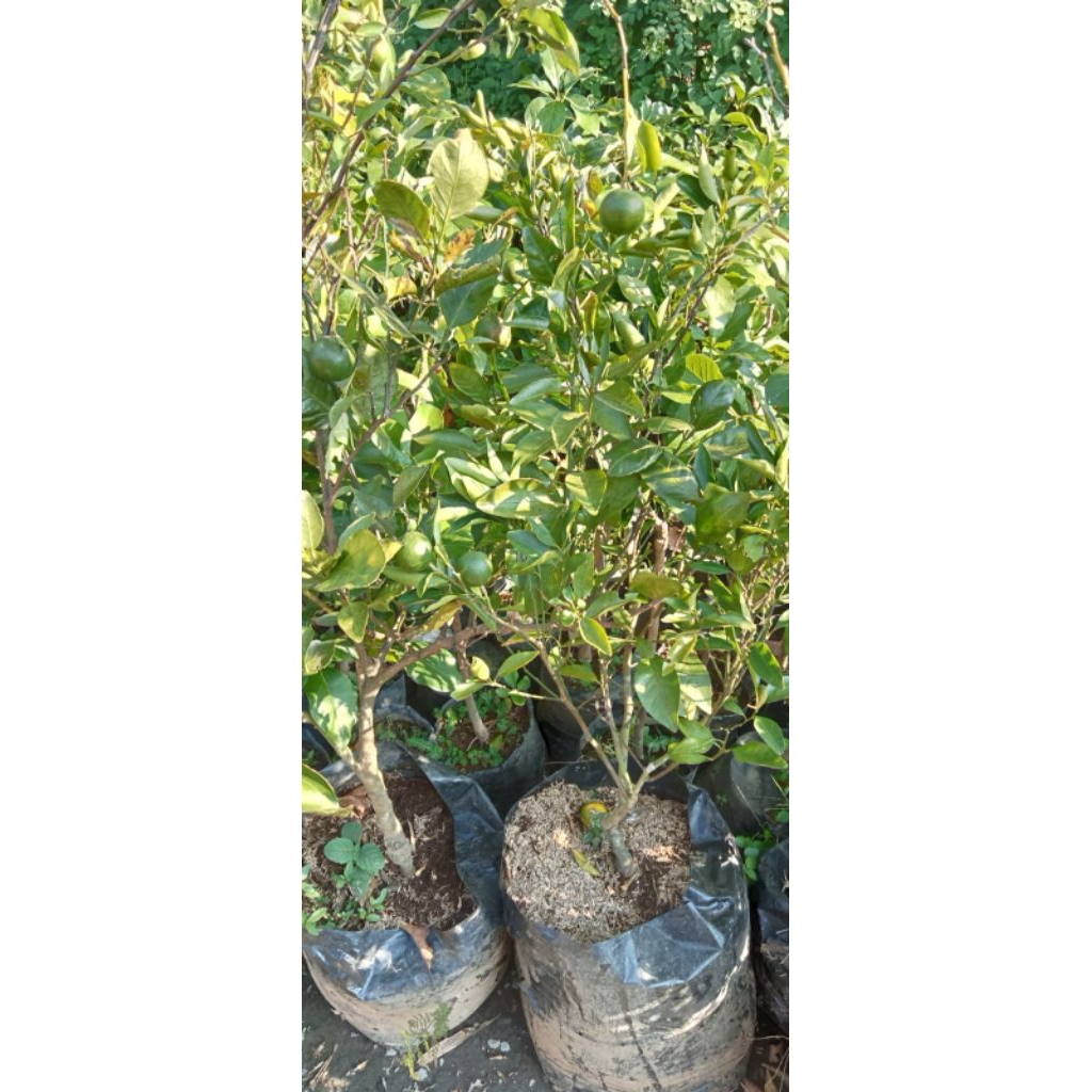 

jeruk indukan spesial live