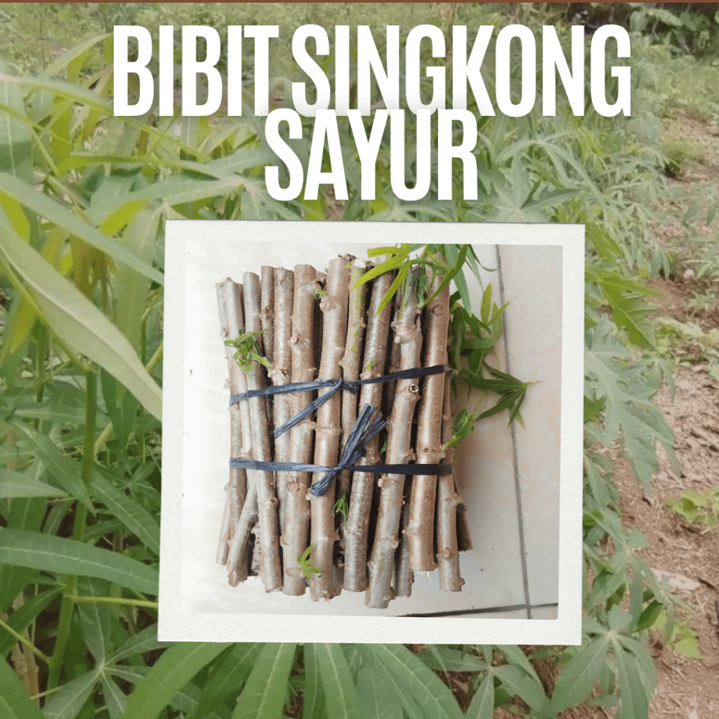 bibit singkong sayur daun sempit untuk lalapan